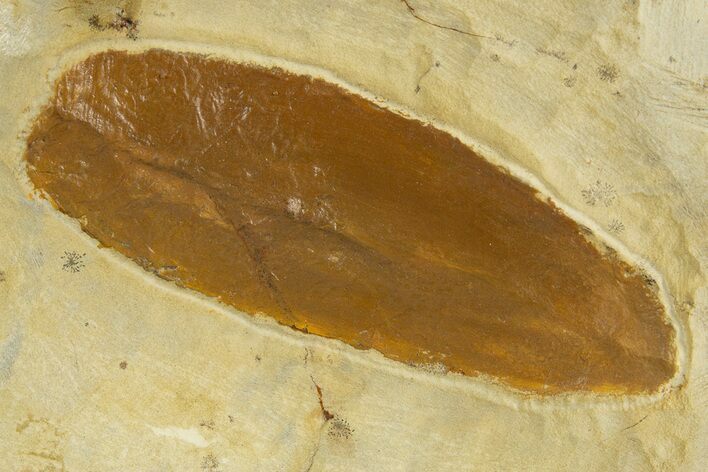 Fossil Leaf (Crassidenticulum) - Montana #331803